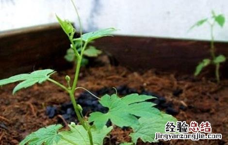 苦瓜怎么嫁接在南瓜苗上 苦瓜怎么嫁接