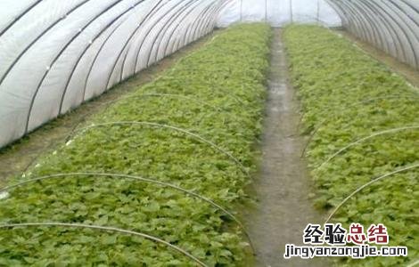 苦瓜怎么嫁接在南瓜苗上 苦瓜怎么嫁接