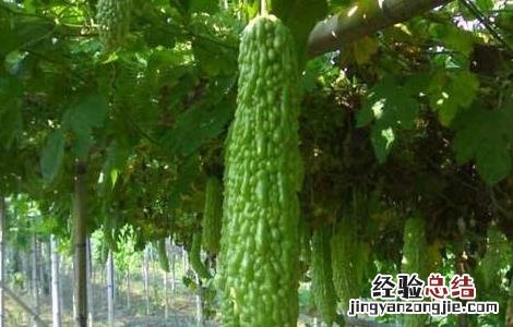 苦瓜冬季管理技术要点 苦瓜栽培技术和日常管理