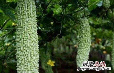 苦瓜冬季管理技术要点 苦瓜栽培技术和日常管理