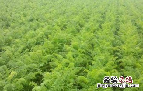 胡萝卜苗期管理技术