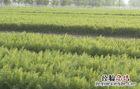 胡萝卜苗期管理技术