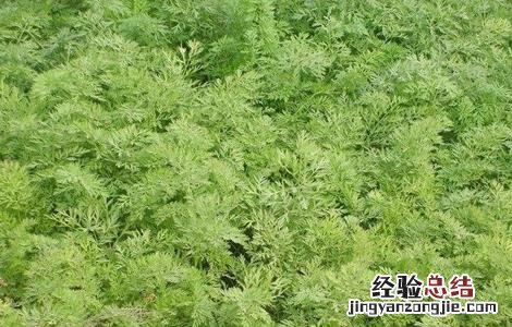 胡萝卜苗期管理技术