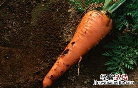 胡萝卜苗期管理技术