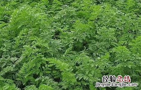 胡萝卜苗期管理技术