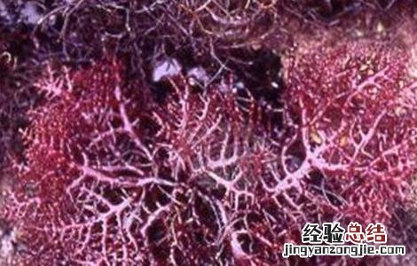 石花菜的生殖方式 石花菜的繁殖方法