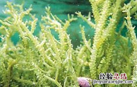 石花菜的生殖方式 石花菜的繁殖方法