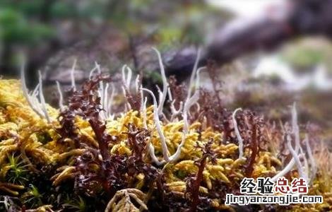 石花菜的生殖方式 石花菜的繁殖方法