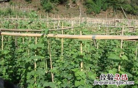 四季豆的田间管理技术 四季豆的田间管理技术有哪些