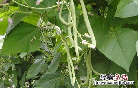 四季豆的田间管理技术 四季豆的田间管理技术有哪些
