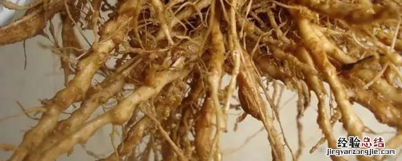 根结线虫病的防治方法 土办法治根结线虫