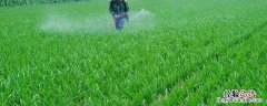 必备波尔多液使用说明 波尔多液使用范围