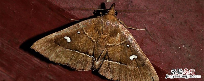 夜蛾成虫用什么药能杀死 夜蛾用什么药防治