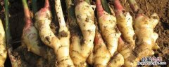 大姜根腐病特效药 大姜根部病害