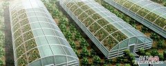 怎么样搭大棚不算违建? 大棚房怎么建不违法