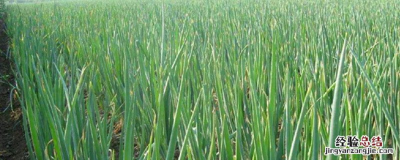 大葱干尖用什么药治疗啊 大葱叶干尖怎么回事用什么药