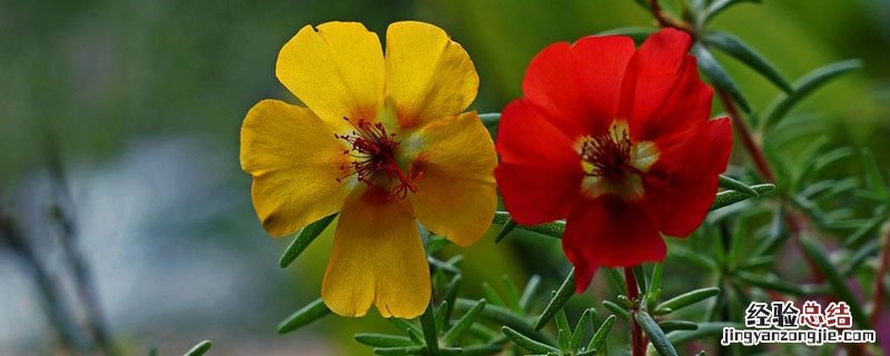 太阳花死苗的原因 太阳花发芽后老是死苗