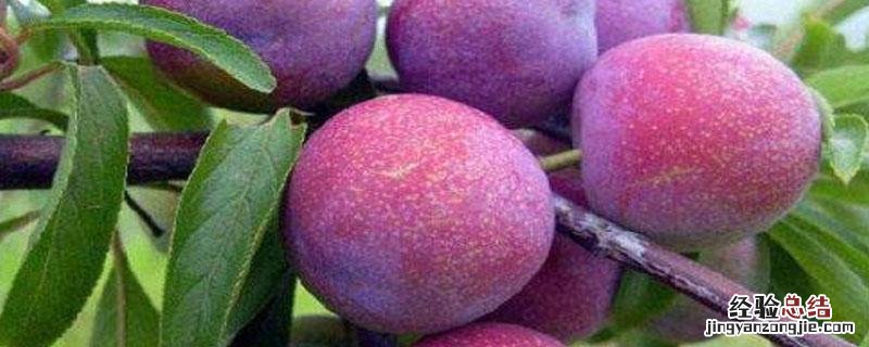 恐龙蛋李子苗介绍 恐龙蛋李子种植技术