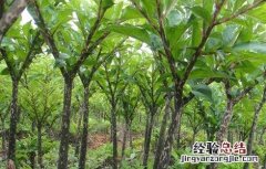 魔芋的田间管理技术要点 魔芋的田间管理技术