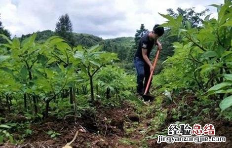 魔芋的田间管理技术要点 魔芋的田间管理技术