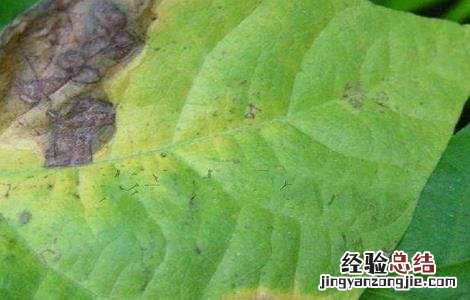 芸豆的病蟲害防治方法 芸豆的病蟲害防治方法图片
