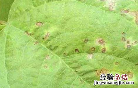 芸豆的病蟲害防治方法 芸豆的病蟲害防治方法图片