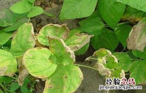 芸豆的病蟲害防治方法 芸豆的病蟲害防治方法图片
