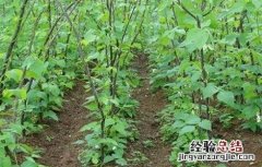 芸豆的病虫害防治方法 芸豆的病虫害防治方法图片