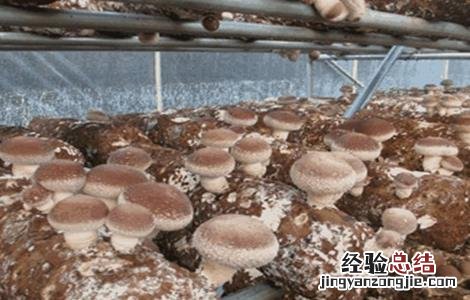 香菇出菇后如何管理好 香菇出菇后如何管理