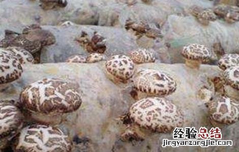 香菇出菇后如何管理好 香菇出菇后如何管理