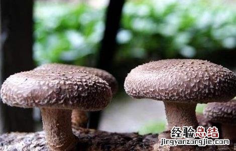 香菇出菇后如何管理好 香菇出菇后如何管理