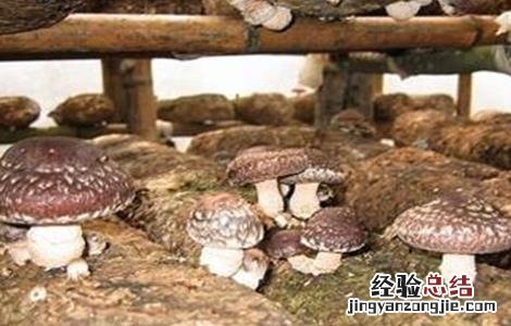 香菇出菇后如何管理好 香菇出菇后如何管理