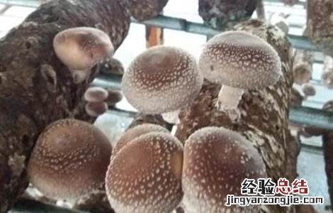 香菇出菇后如何管理好 香菇出菇后如何管理