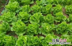 生菜抽薹的原因及防治方法 生菜抽薹的原因及防治方法视频