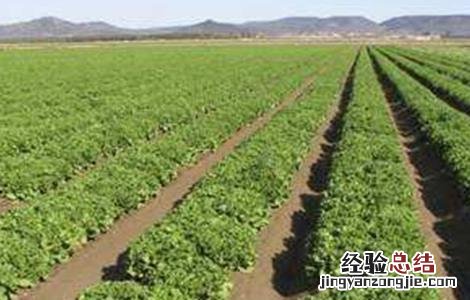 生菜抽薹的原因及防治方法 生菜抽薹的原因及防治方法视频