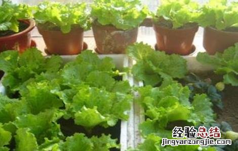 生菜抽薹的原因及防治方法 生菜抽薹的原因及防治方法视频