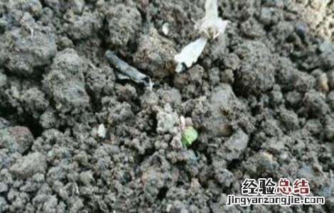 生菜種子催芽方法图解 生菜種子催芽方法