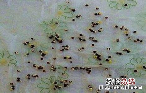 生菜種子催芽方法图解 生菜種子催芽方法