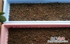 生菜種子催芽方法图解 生菜種子催芽方法