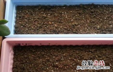 生菜種子催芽方法图解 生菜種子催芽方法