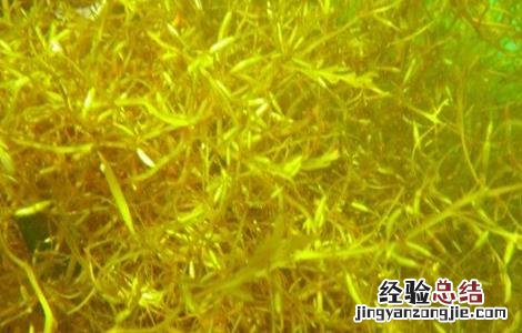 石花菜怎么养 石花菜怎么养殖方法