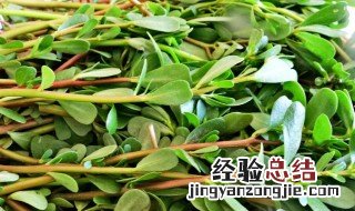 马齿苋炒鸡蛋的做法视频 马齿苋炒鸡蛋的做法