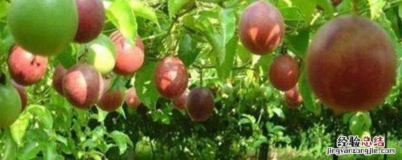 百香果施肥方案 百香果施复合肥方法