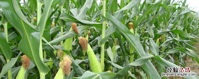 玉米控制旺长打什么药 玉米长多高打控旺药