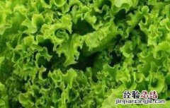 生菜的种植管理技术有哪些 生菜的种植管理技术