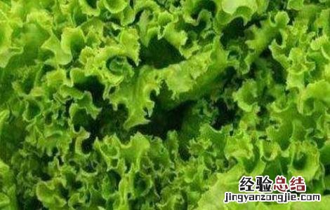 生菜的种植管理技术有哪些 生菜的种植管理技术