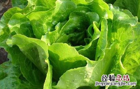 生菜的种植管理技术有哪些 生菜的种植管理技术