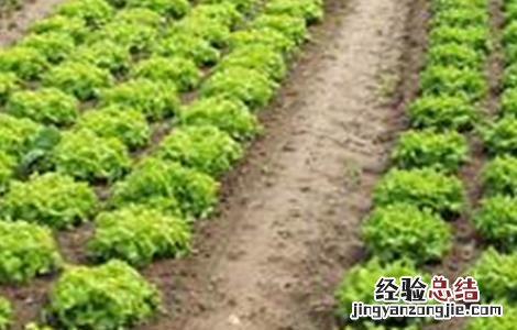 生菜的种植管理技术有哪些 生菜的种植管理技术