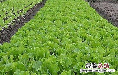 生菜的种植管理技术有哪些 生菜的种植管理技术