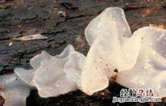 银耳的病虫害防治方法 木耳病虫害防治